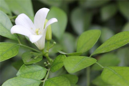 九里香開(kāi)花