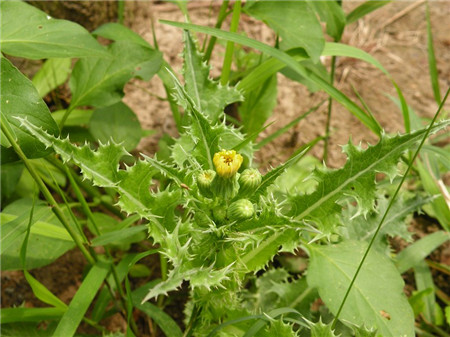 斷續(xù)菊