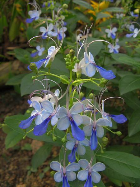 藍蝴蝶的花語