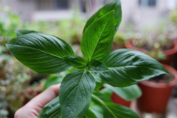 幾塊錢的花擺在廚房里，隨手揪點扔菜里，超好吃！