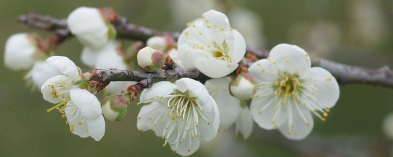 臘梅泡水生根法