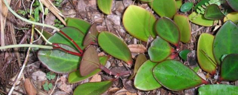 紅邊椒草開(kāi)花嗎