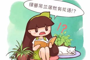 綠蘿吊蘭也有花語？養(yǎng)了大半輩子，你竟然不知道