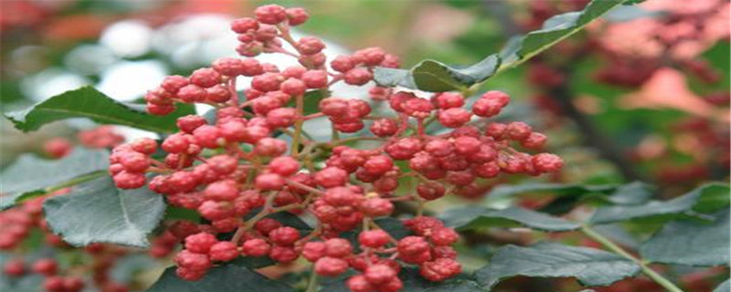 花椒種子怎樣育苗，花椒苗什么時候種植