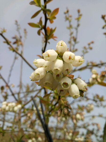 藍(lán)莓的花語