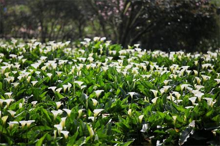 海芋花圖片