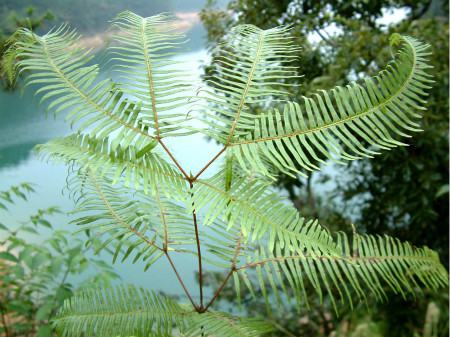 關于蕨類植物的研究