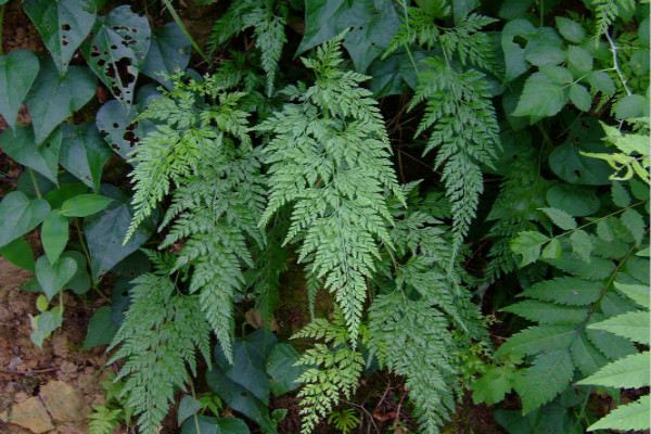 蕨類植物能凈化空氣嗎？