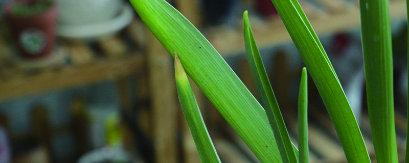 風信子側(cè)芽能分株么