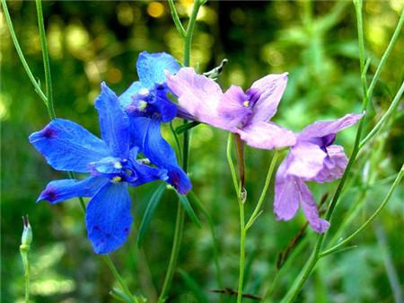 翠雀花的花語(yǔ)