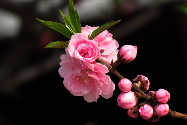 碧桃的花語(yǔ)和傳說(shuō)