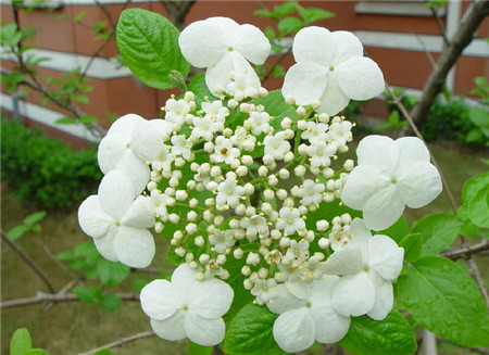 瓊花的花期