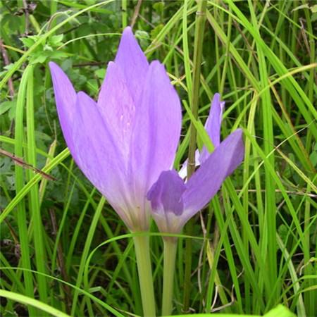 秋水仙花語(yǔ)