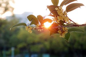 桂花的花語(yǔ)和文化象征