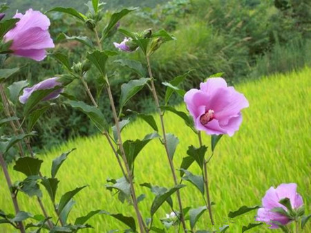 木槿花是國花