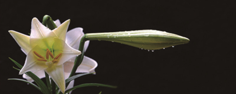 百合種植方法和時(shí)間，花后怎么處理