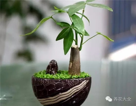 客廳擺放植物，全家喜氣