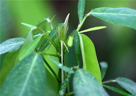 跳舞草的藥用功效