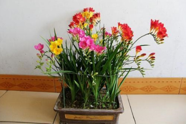 這種“花”芳香四溢，家里有盆“它”，滿屋香噴噴！