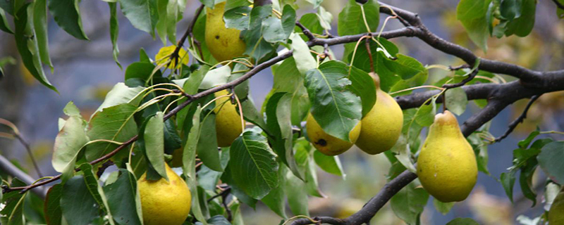 梨樹(shù)可以嫁接什么樹(shù)，蘋果和桃樹(shù)可以嗎