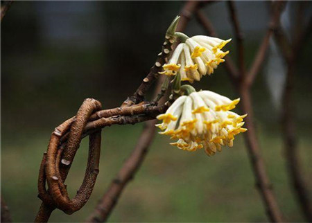 結(jié)香花