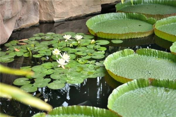 王蓮的花語(yǔ)