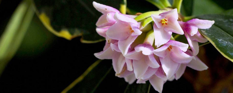 金邊瑞香一年開(kāi)幾次花，不開(kāi)花怎么辦