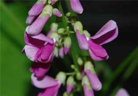 雞血藤開花美圖