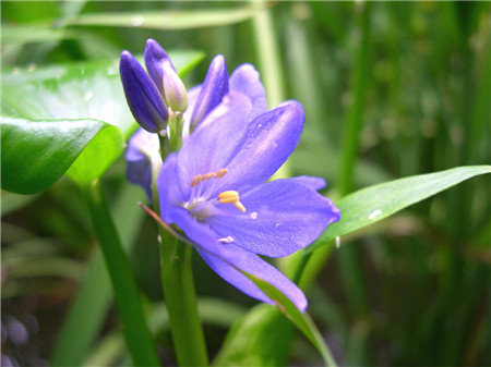 雨久花的花語(yǔ)