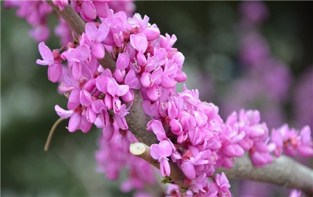 紫荊（荊樹復(fù)生）