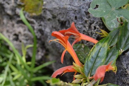 鯨魚花