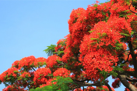 鳳凰花的花語