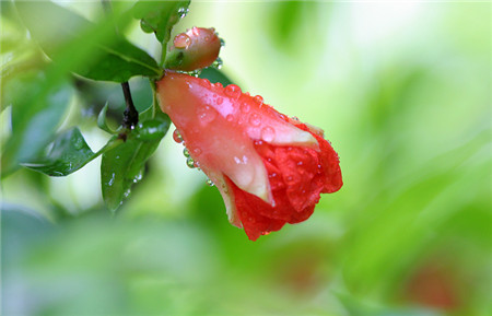 居家養(yǎng)花植物不能亂擺放