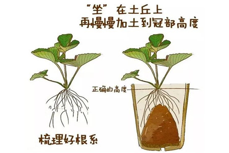 種植示意圖