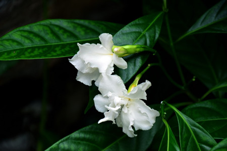 狗牙花的欣賞價值