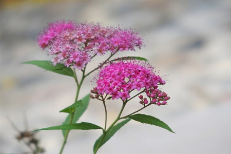 夕霧花美圖