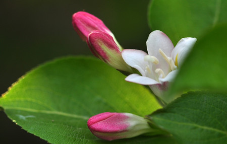 錦帶花的觀賞價(jià)值