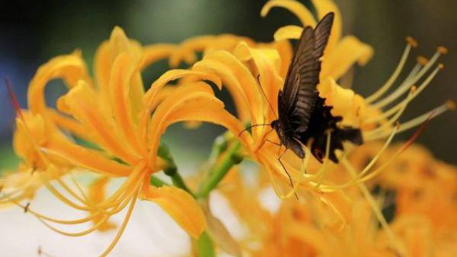 代表離別的花語