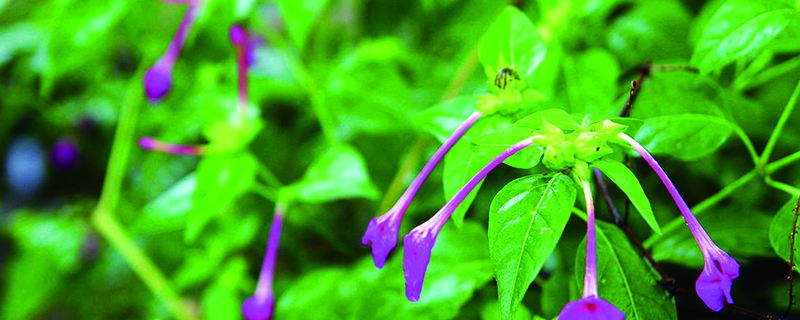 夜來香什么時(shí)候開花