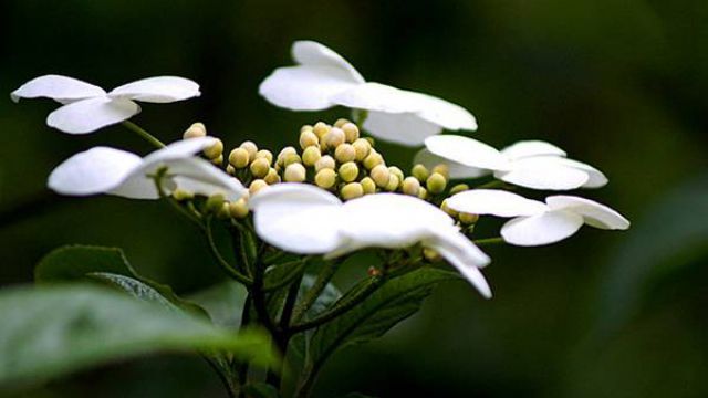 瓊花的花語(yǔ)及傳說(shuō)