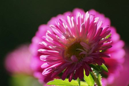 翠菊的花色花語