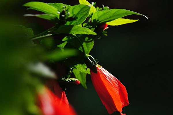 懸鈴花能家養(yǎng)嗎