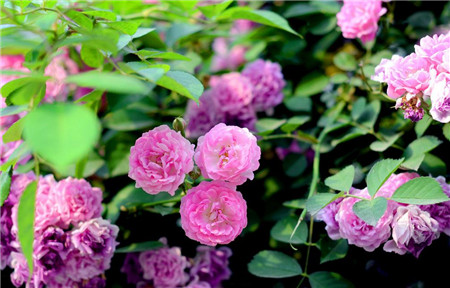 家中薔薇過(guò)冬