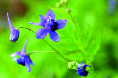 藍雀花