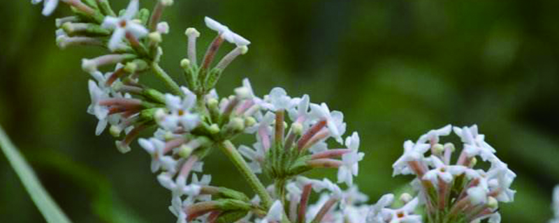 密蒙花什么時(shí)候開花