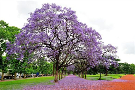 藍(lán)花楹