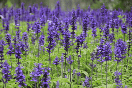 寬葉薰衣草