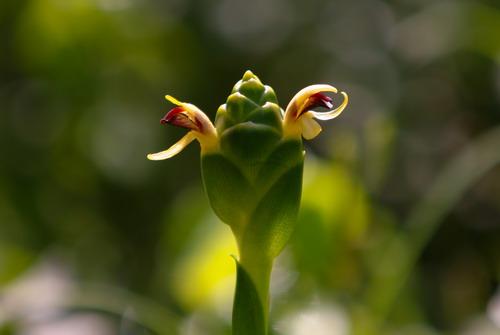 姜花枯萎病