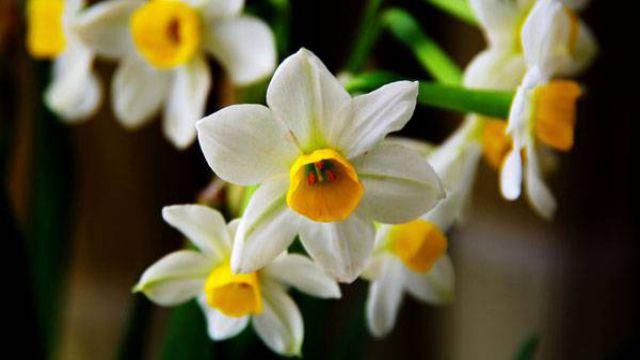 水仙花適合在室內(nèi)種植嗎