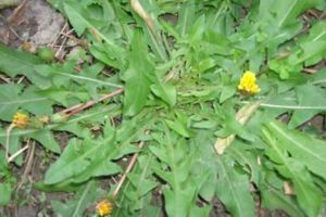 天冷就吃這種“野菜”，種子撒一把，30天長(zhǎng)成一盆